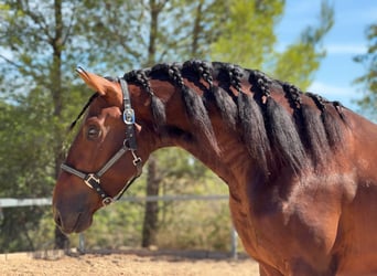 PRE, Stallone, 3 Anni, 170 cm, Baio