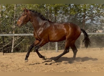 PRE Mix, Stallone, 3 Anni, 170 cm, Baio