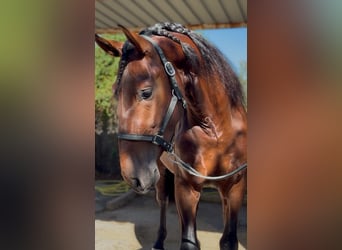 PRE, Stallone, 3 Anni, 170 cm, Baio