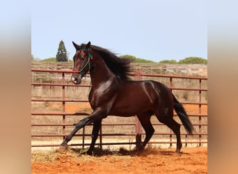 PRE, Stallone, 3 Anni, 170 cm, Baio scuro