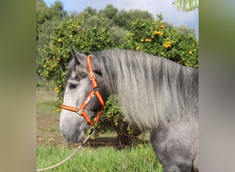 PRE Mix, Stallone, 3 Anni, 170 cm, Grigio