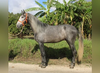 PRE Mix, Stallone, 3 Anni, 170 cm, Grigio