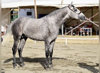 PRE Mix, Stallone, 3 Anni, 170 cm, Grigio