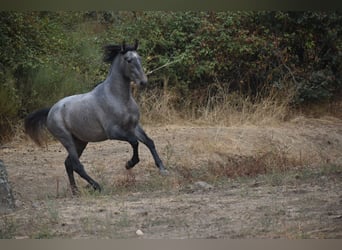 PRE, Stallone, 3 Anni, 170 cm, Grigio
