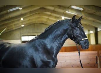 PRE Mix, Stallone, 3 Anni, 170 cm, Morello