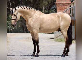PRE Mix, Stallone, 3 Anni, 170 cm, Pelle di daino