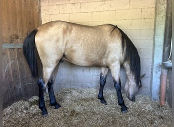 PRE, Stallone, 3 Anni, 170 cm