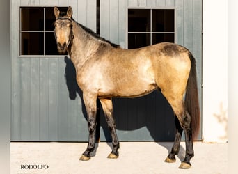 PRE, Stallone, 3 Anni, 171 cm, Falbo