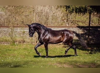 PRE, Stallone, 3 Anni, 172 cm, Baio scuro
