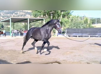 PRE Mix, Stallone, 3 Anni, 172 cm, Grigio pezzato