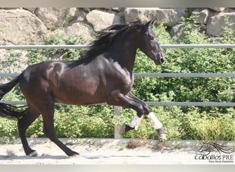 PRE, Stallone, 3 Anni, 172 cm, Morello