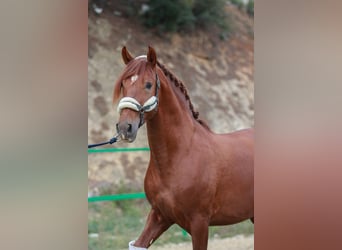 PRE, Stallone, 3 Anni, 172 cm, Sauro ciliegia