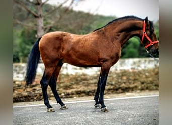 PRE Mix, Stallone, 3 Anni, 173 cm, Baio