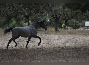 PRE, Stallone, 3 Anni, 174 cm, Grigio