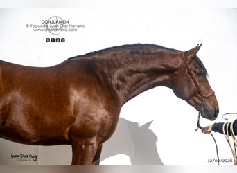 PRE Mix, Stallone, 3 Anni, 175 cm, Baio