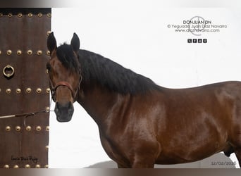 PRE Mix, Stallone, 3 Anni, 175 cm, Baio