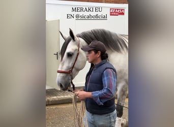 PRE, Stallone, 3 Anni, 176 cm, Grigio