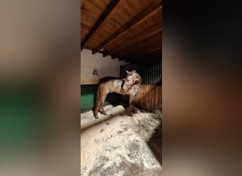 PRE Mix, Stallone, 3 Anni, Champagne