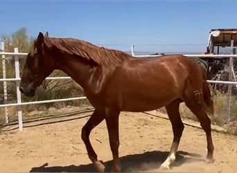 PRE, Stallone, 3 Anni, Sauro