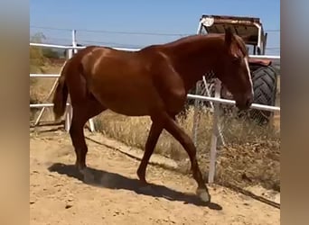 PRE, Stallone, 3 Anni, Sauro