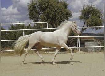 PRE Mix, Stallone, 4 Anni, 147 cm, Cremello