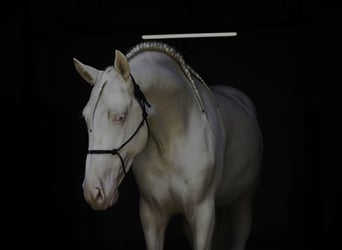 PRE Mix, Stallone, 4 Anni, 147 cm, Cremello