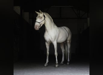 PRE Mix, Stallone, 4 Anni, 147 cm, Cremello