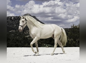 PRE Mix, Stallone, 4 Anni, 147 cm, Cremello