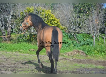 PRE Mix, Stallone, 4 Anni, 149 cm, Pelle di daino