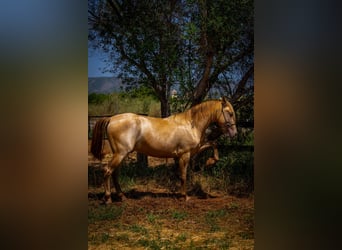 PRE Mix, Stallone, 4 Anni, 150 cm, Pearl