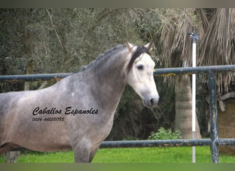 PRE Mix, Stallone, 4 Anni, 153 cm, Grigio ferro