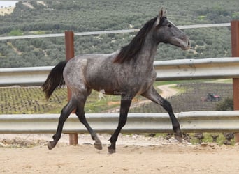 PRE Mix, Stallone, 4 Anni, 154 cm, Grigio
