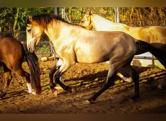 PRE Mix, Stallone, 4 Anni, 155 cm, Pelle di daino