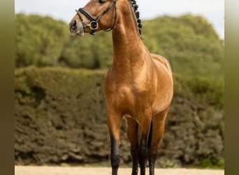 PRE Mix, Stallone, 4 Anni, 156 cm, Baio ciliegia