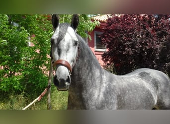 PRE, Stallone, 4 Anni, 156 cm, Grigio
