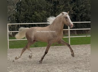 PRE Mix, Stallone, 4 Anni, 156 cm, Palomino