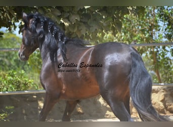 PRE Mix, Stallone, 4 Anni, 157 cm, Baio nero