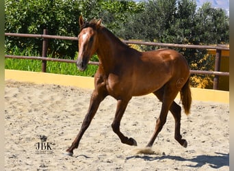 PRE, Stallone, 4 Anni, 157 cm, Grigio rossastro