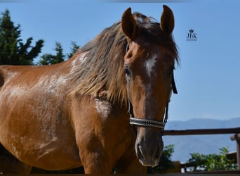 PRE, Stallone, 4 Anni, 157 cm, Grigio rossastro