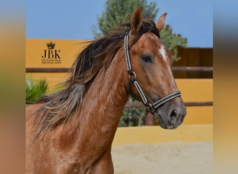 PRE, Stallone, 4 Anni, 157 cm, Grigio rossastro