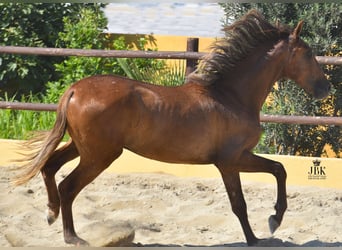 PRE, Stallone, 4 Anni, 157 cm, Grigio rossastro