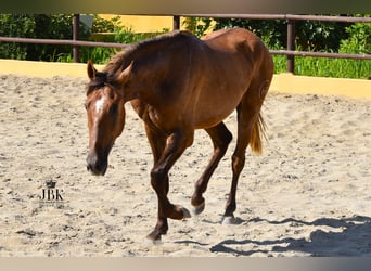 PRE, Stallone, 4 Anni, 157 cm, Grigio rossastro