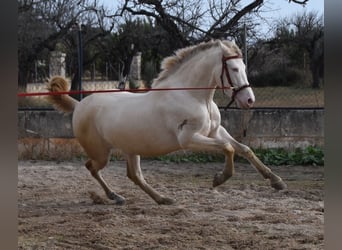 PRE, Stallone, 4 Anni, 157 cm, Perlino