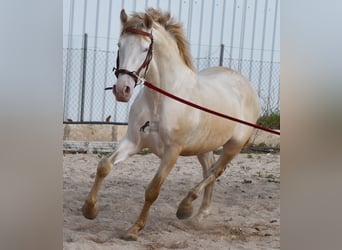 PRE, Stallone, 4 Anni, 157 cm, Perlino