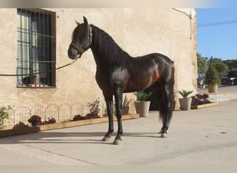 PRE Mix, Stallone, 4 Anni, 158 cm, Baio scuro