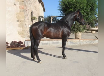 PRE Mix, Stallone, 4 Anni, 158 cm, Baio scuro