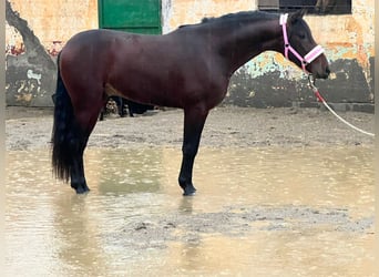 PRE Mix, Stallone, 4 Anni, 158 cm, Baio