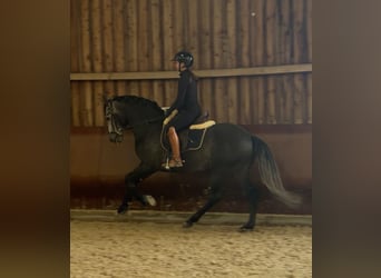 PRE Mix, Stallone, 4 Anni, 158 cm, Grigio ferro