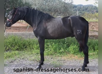 PRE Mix, Stallone, 4 Anni, 158 cm, Morello
