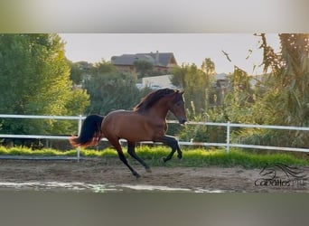 PRE, Stallone, 4 Anni, 159 cm, Baio